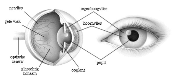 Hoe werkt het oog? 